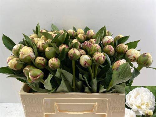 Paeonia Lactiflora Grp 'Mary E. Nicholls'