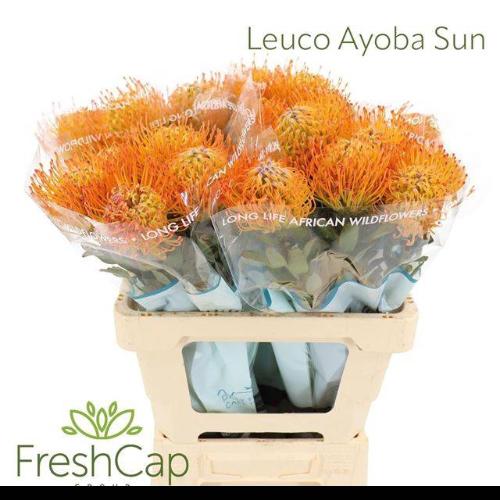 Leucospermum Ayoba Sun