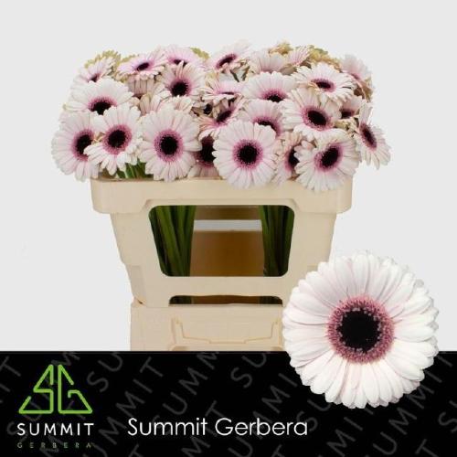 Gerbera mini Abby Lou