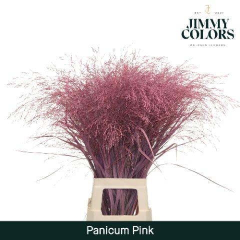 Siergras kleurbehandeld H%