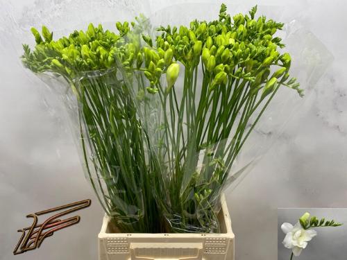 Freesia dubbelbloemig 'Volante'