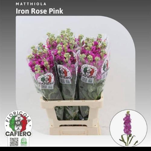 Matthiola incana 'Iron Rose Pink'