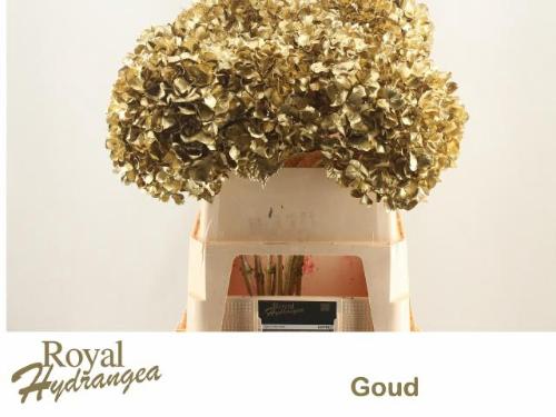 Hydrangea overig kleurbehandeld H%