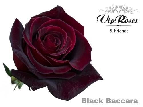 Rosa grootbloemig Black Baccara