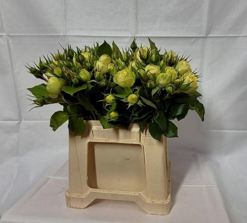 Rosa tros Wedding Piano