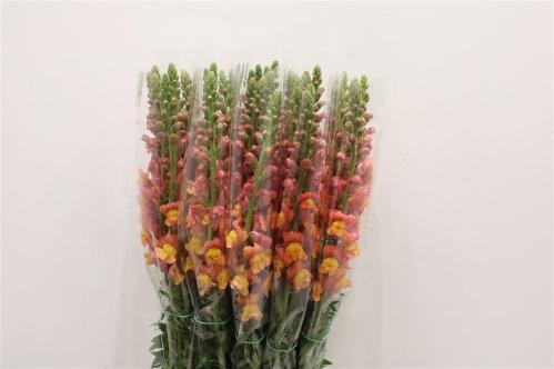 Antirrhinum majus overig