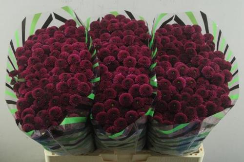 Chrysanthemum (Indicum Grp) tros santini AAA Purpetta
