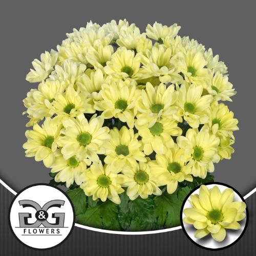 Chrysanthemum (Indicum Grp) tros Chic Cream