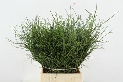 Vaccinium myrtillus per bos