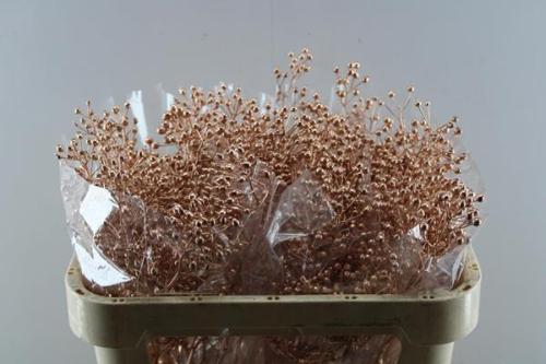 Rosa Rosefruits Elite