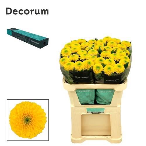 Chrysanthemum (Indicum Grp) geplozen Brasiliana