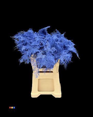 Asparagus overig kleurbehandeld H%