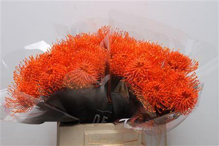 Leucospermum 'Naomi' kleurbehandeld H%