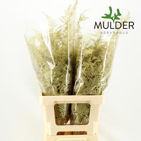 Asparagus overig kleurbehandeld H%