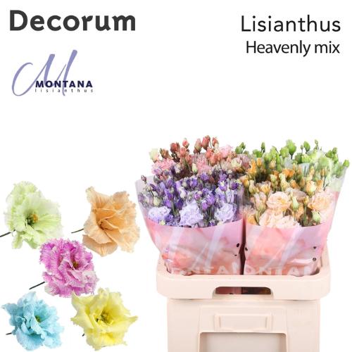 Eustoma russellianum gevuldbloemig overig
