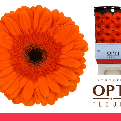 Gerbera grootbloemig 'Capella'