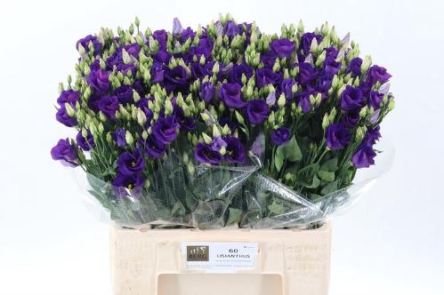 Eustoma russellianum enkelbloemig 'Piccolo Violet'