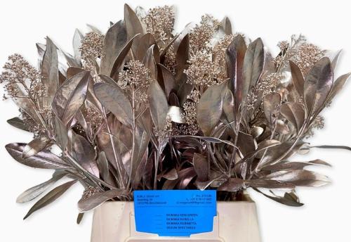 Skimmia per bos overig kleurbehandeld H%