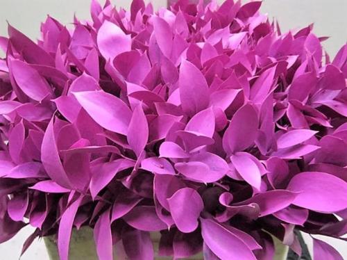 Ruscus kleurbehandeld H%