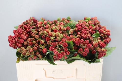 Rubus fruticosus 'Chester'