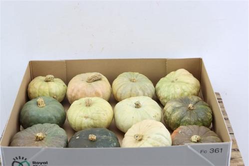Cucurbita pepo