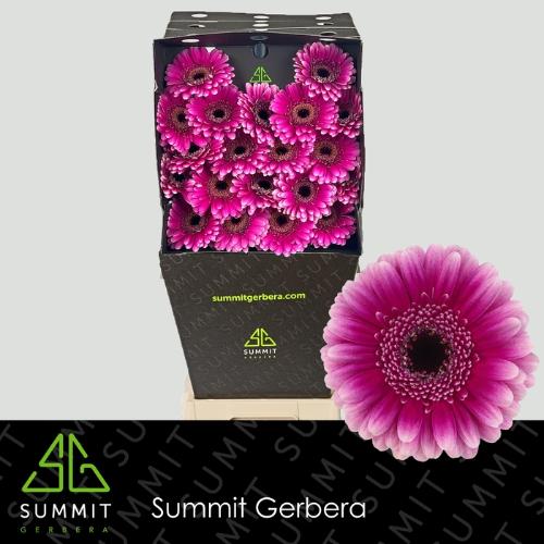 Gerbera mini Design