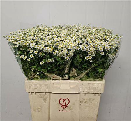 Tanacetum parthenium 'Single Vegmo'