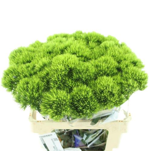 Dianthus barbatus Kiwi Mellow