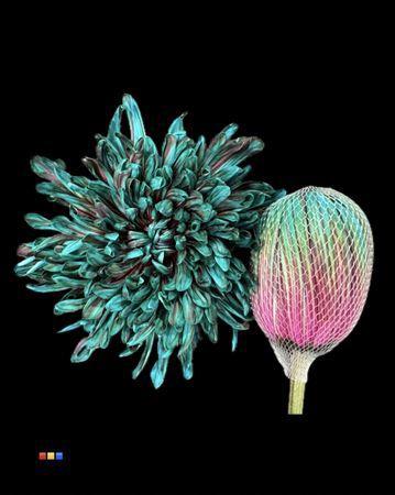 Chrysanthemum (Indicum Grp) geplozen Antonov kleurbehandeld H%