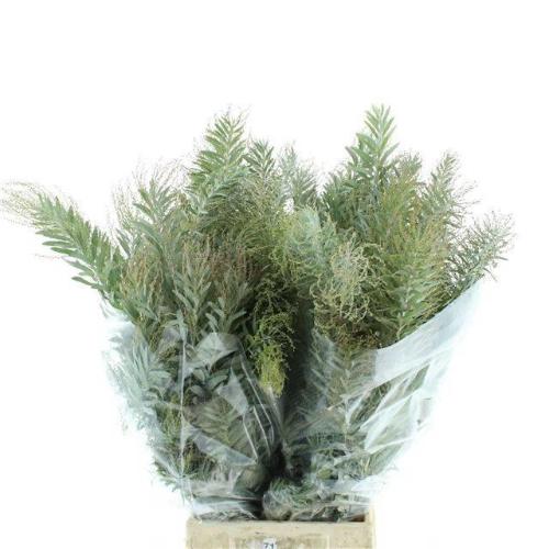 Acacia howittii bloeiend per bos 'Clair de Lune'