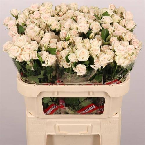 Rosa tros Royal Porcelina