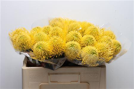 Leucospermum nutans 'High Gold'