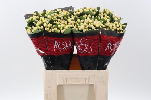 Hypericum androsaemum Cool Romance