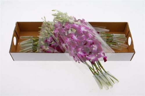 Dendrobium overig