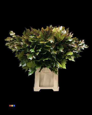 quercus overig kleurbehandeld H%