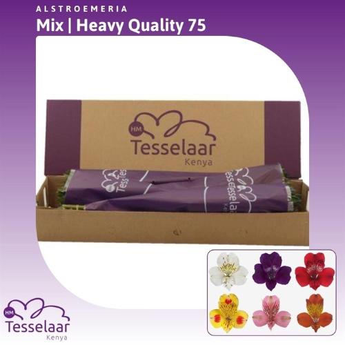 Alstoemeria gemengd in fust