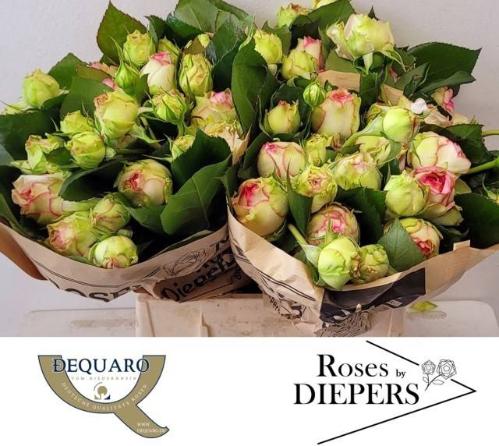 Rosa tros Biedermeier