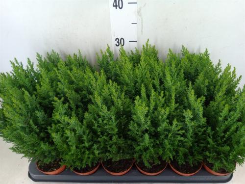 Chamaecyparis lawsoniana 'Ellwoodii'