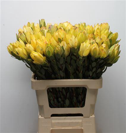 Leucadendron discolor