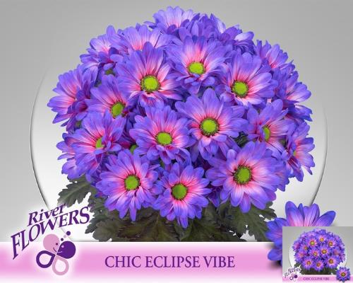 Chrysanthemum (Indicum Grp) tros Chic kleurbehandeld H%