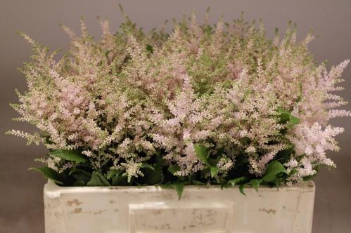 Astilbe Japonica Grp 'Europa'