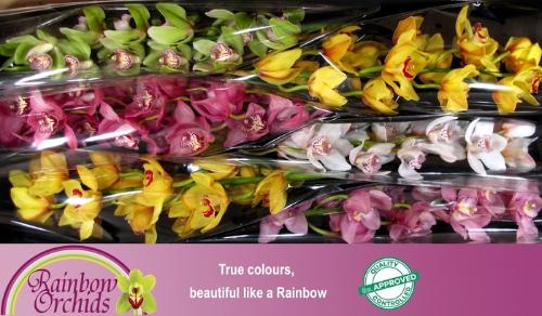 Cymbidium grootbloemig per tak gemengd