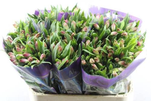 Alstroemeria Bubblicious