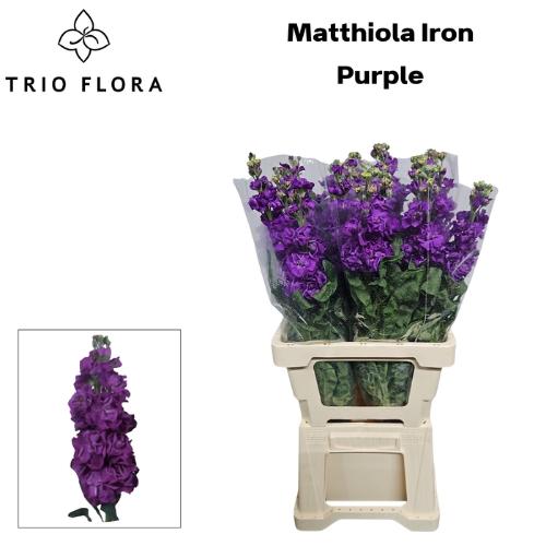 Matthiola incana 'Iron Purple'