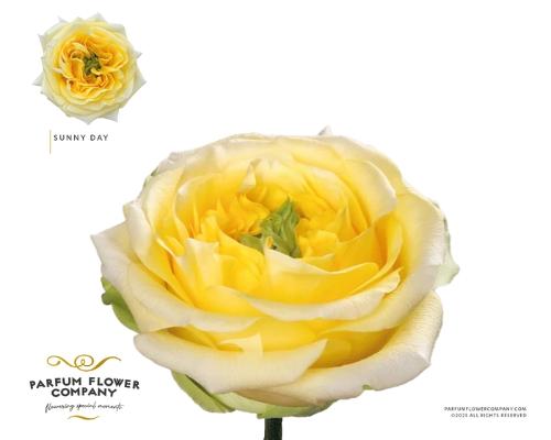 Rosa grootbloemig overig