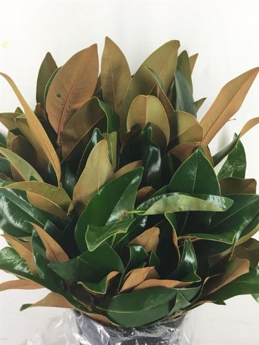 Magnolia grandiflora per bos