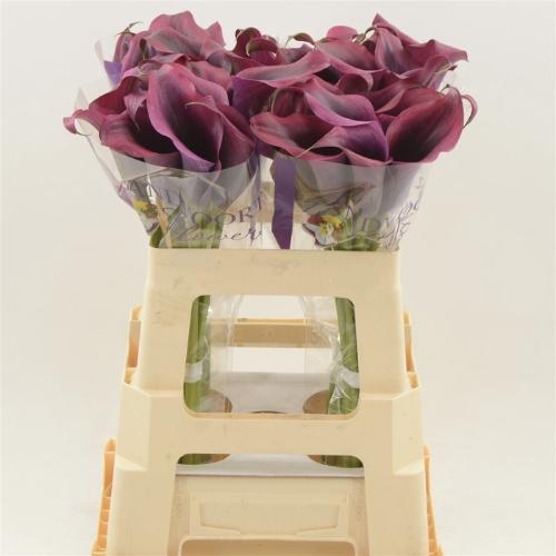 Zantedeschia 'Dior'