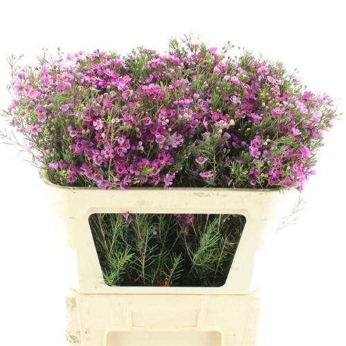 Chamelaucium 'Eden'