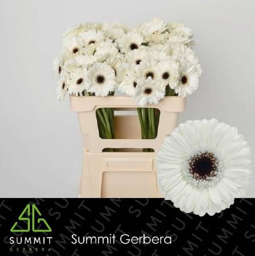 Gerbera mini Olaf
