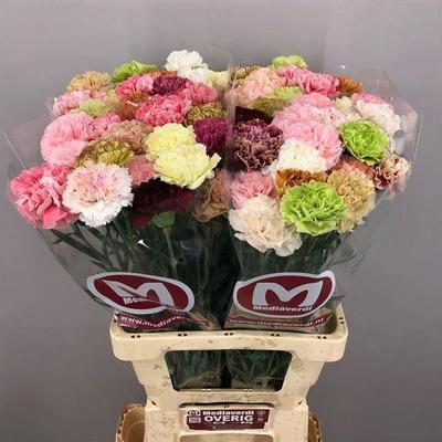 Dianthus standaard gemengd in bos